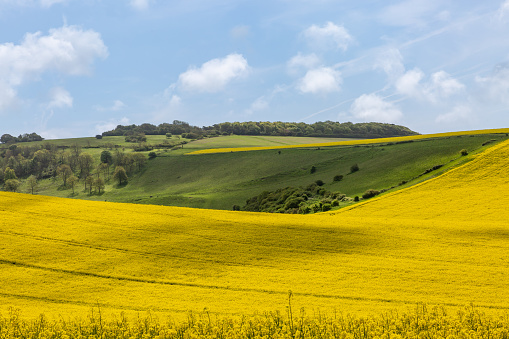 Rapeseed crops growing in the South Downs, on a sunny spring day