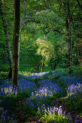A carpet of bluebells in Sussex woodland on a sunny spring day