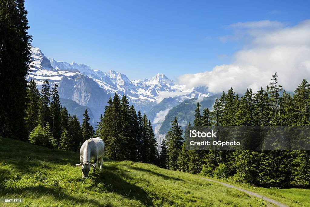 Vacas lecheras, de pastoreo en un prado rodeado de montañas -XXXL - Foto de stock de Campo - Tierra cultivada libre de derechos