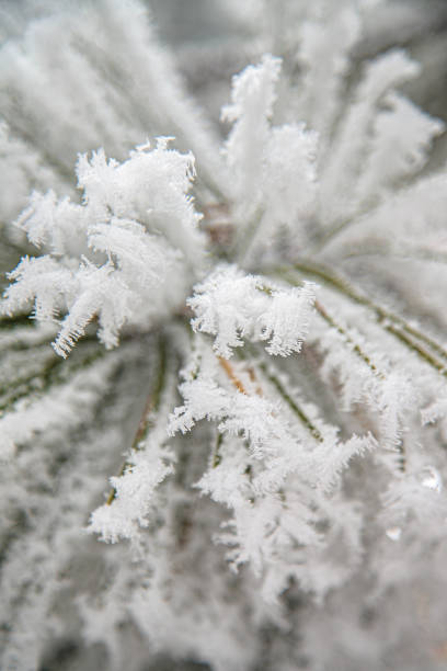 Close-up on pine tree needles covered with thick frost, wintertime in the mountains