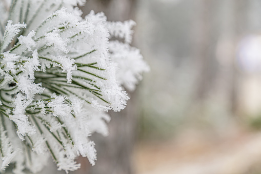 Focus on pine tree needles covered with thick frost, wintertime in the mountains