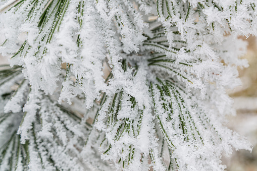 Close-up on thick frost covering pine tree needles, wintertime in the mountains