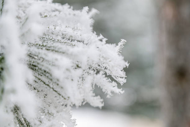 istock Focus on pine needles covered with thick frost 1867159412