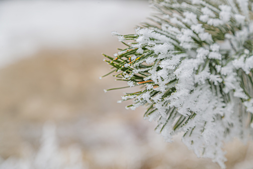 Focus on pine tree needles covered with frost, wintertime in the mountains