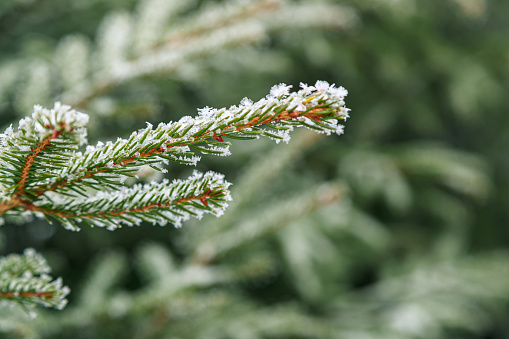 Focus on fir tree branch needles covered with frost, wintertime in the mountains
