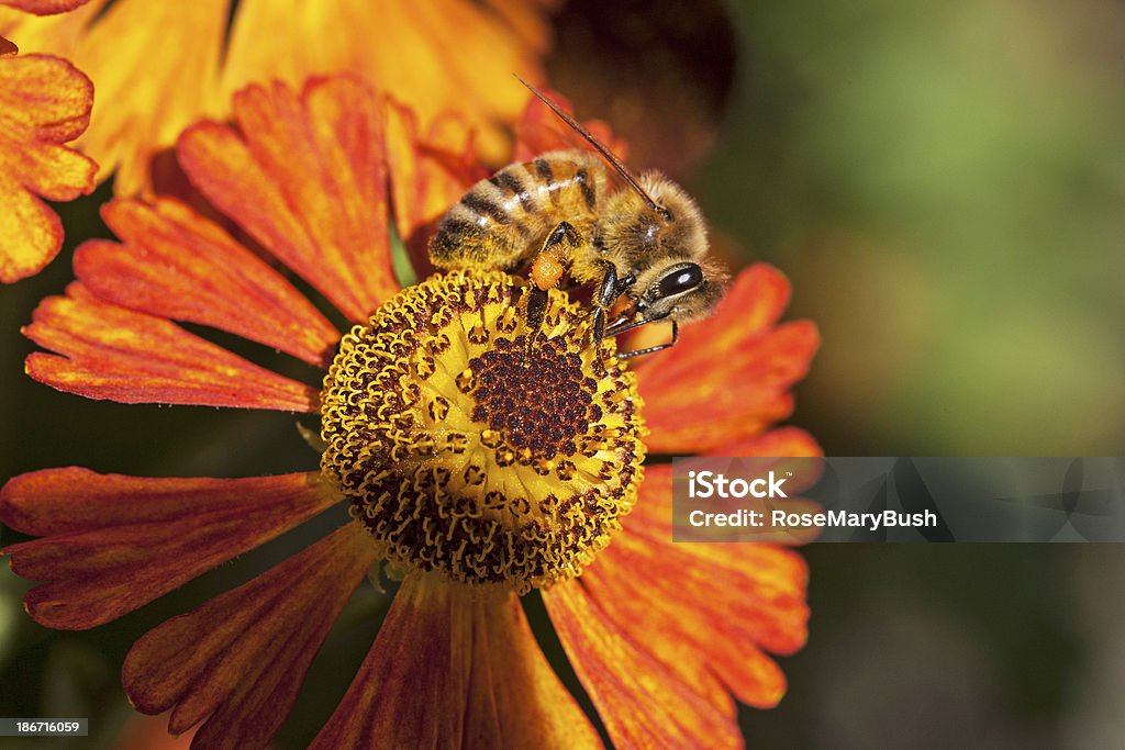 Abelha na Flor de Laranja - Royalty-free Abelha Foto de stock