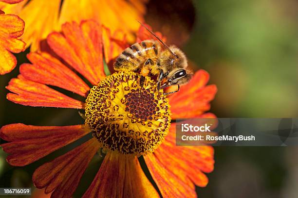 Foto de Abelha Na Flor De Laranja e mais fotos de stock de Abelha - Abelha, EUA, Fotografia - Imagem