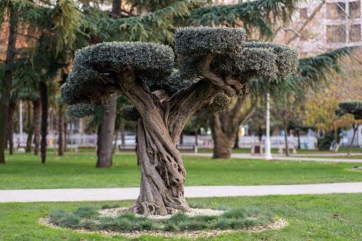 Decoratively pruned olive tree in public park
