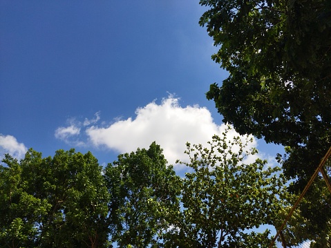 Background view of sky behind the tall tree. Tropical scenic view