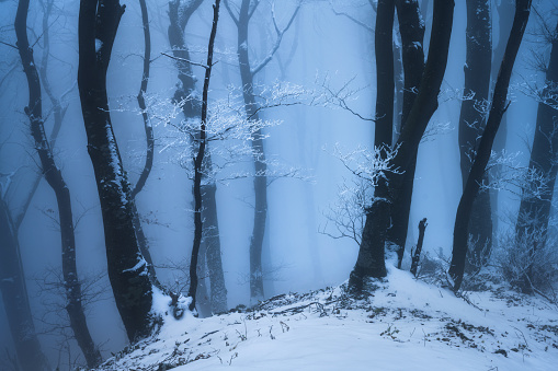 Mystical snowy forest in blue fog in beautiful winter at dusk. Colorful landscape with old foggy trees in snow, path at twilight. Snowfall in misty woods. Mysterious wintry woodland scene. Ethereal