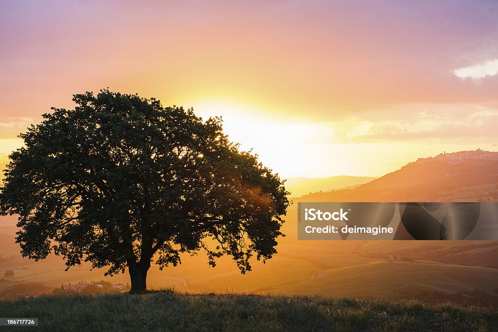 Singolo albero sulle colline toscane - Foto stock royalty-free di Albero