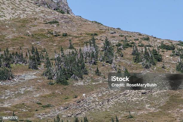 Ver Em Logan Pass Do Passeio De Tábuas - Fotografias de stock e mais imagens de Ao Ar Livre - Ao Ar Livre, Branco, Cabra da montanha