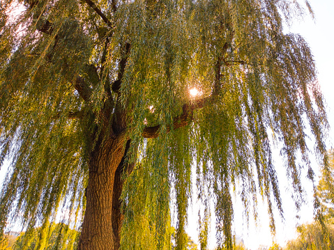 A white willow tree caught in the afternoon sun at the Public Garden in Boston, Massachusetts.