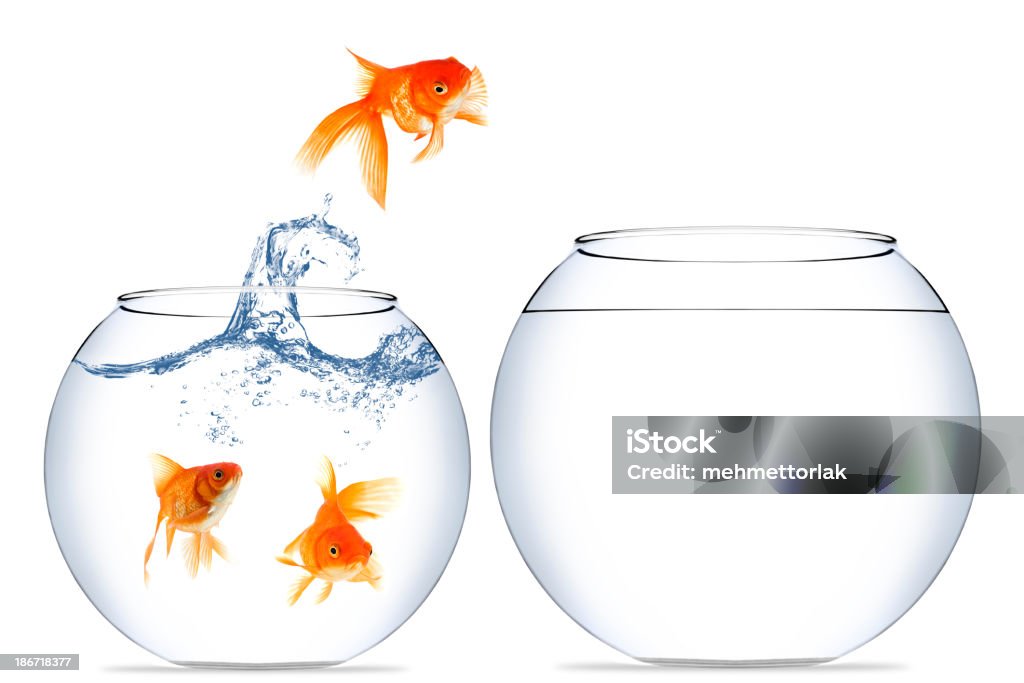 Goldfish jumping out of the water Home change for a goldfish to a better place Fish Stock Photo