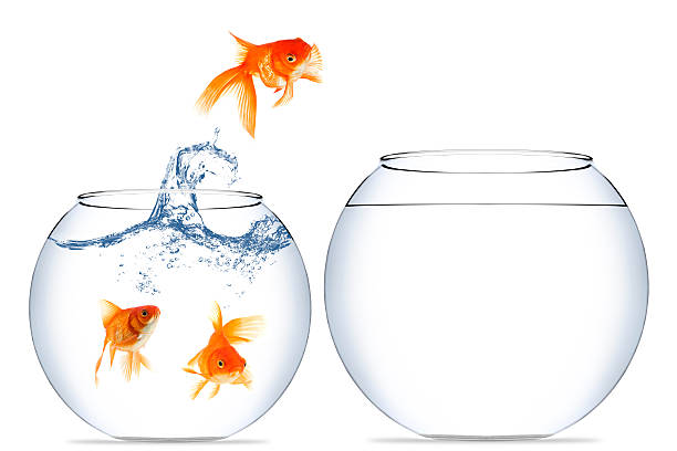 Goldfish jumping out of the water Home change for a goldfish to a better place animals in captivity photos stock pictures, royalty-free photos & images