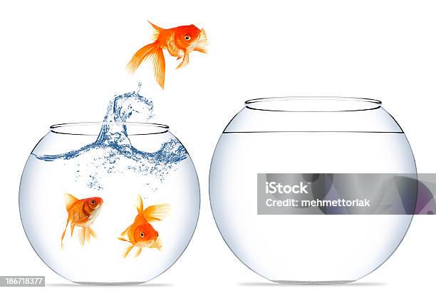 Goldfish Jumping Out Of The Water Stock Photo - Download Image Now - Fish, Jumping, Fishbowl