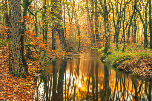 Slow flowing creek in a beech tree forest during an early fall morning in the Leuvenumse Forest in the Veluwe nature reserve.