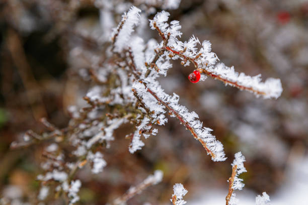 Frost on red berries growing on thin bush branches, wintertime in the mountains