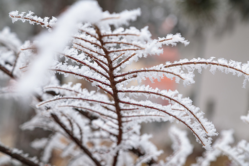 Frosty bare thin branches close-up, wintertime in the mountains