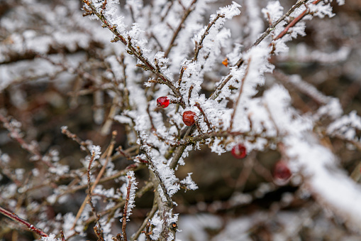Frost on red berries growing on bush twigs, wintertime in the mountains