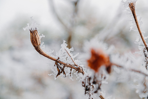 Close-up on dry perennial plant part covered with thick frost, wintertime in the mountains