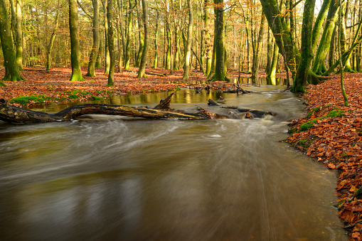 Slow flowing creek in a beech tree forest during an early fall morning in the Leuvenumse Forest in the Veluwe nature reserve.