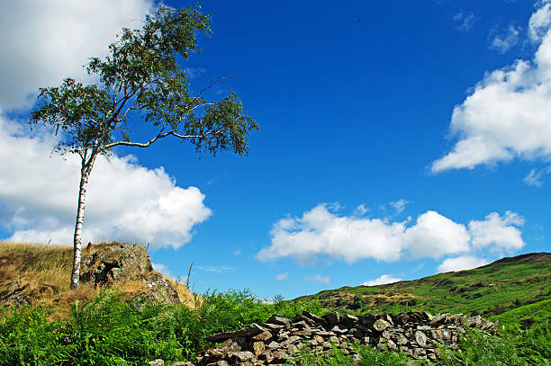 vista hacia brock barrow - nibthwaite fotografías e imágenes de stock