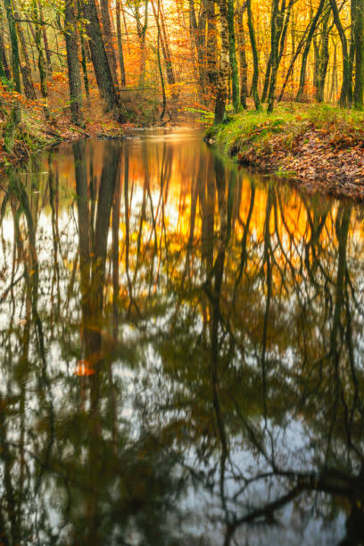 istock Slow flowing creek in a beech tree forest during an early fall morning in the Leuvenumse Forest in the Veluwe nature reserve. 1867196647