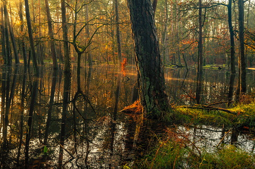 Slow flowing flooded creek in a beech tree forest during an early fall morning in the Leuvenumse Forest in the Veluwe nature reserve in Gelderland, Netherlands.