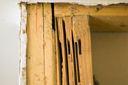 Damage by carpenter ants in a two-by-four piece of wood is evident in this exposed, interior bathroom wall.