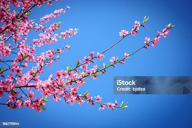 Flor De Pessegueiro - Fotografias de stock e mais imagens de Abril - Abril, Aspiração, Azul