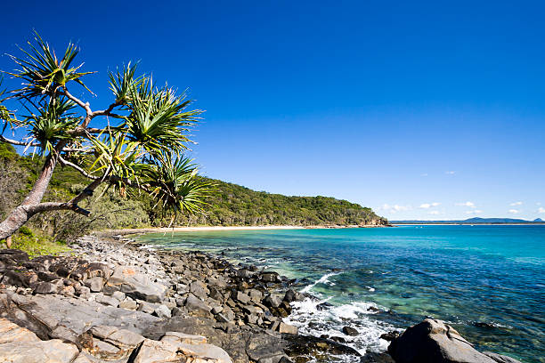 Beautiful view of tea tree bay Palms hanging over Tea Tree Bay in Noosa National Park.  Tea Tree Bay is located a short walk from the popular tourist destination of Noosa on Australia's Sunshine Coast. sunshine coast australia stock pictures, royalty-free photos & images