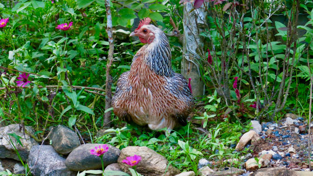 istock Chicken among green plants. 1867200439