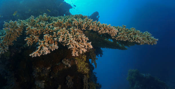 istock Underwater photo of table coral 1867200964