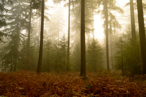 Snowy pine tree forest during a cold and misty winter morning in the Speulderbos forest in the Veluwe Nature reserve, Gelderland, The Netherlands. There is some snow on the pine trees and a bit of fog in the distance during this cold winter morning.