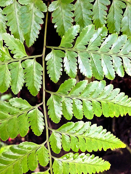 istock Singapore, tropical foliage. 186720195