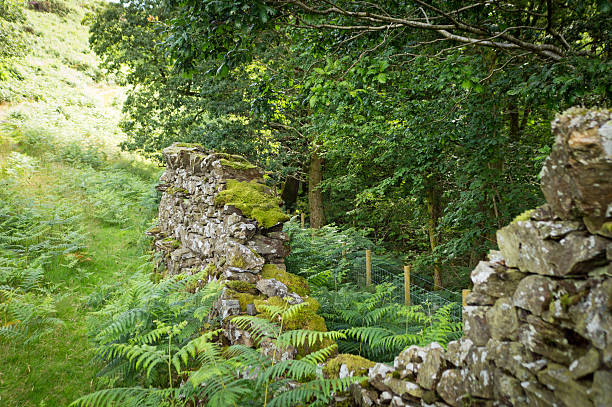 gap en cumbria secar la pared de piedra - nibthwaite fotografías e imágenes de stock