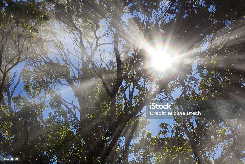 Soleil brille à travers les arbres Brume - Photo de Amérique du Nord libre de droits