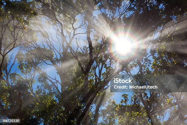 Słońca Przez Drzewa Mglisty - zdjęcia stockowe i więcej obrazów Ameryka Północna - Ameryka Północna, Bez ludzi, Bezchmurne niebo