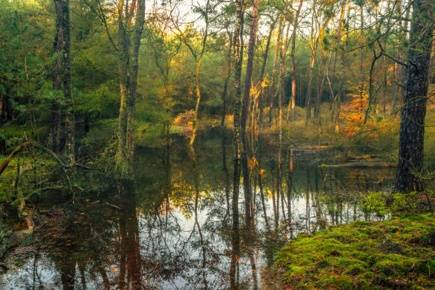 Slow flowing flooded creek in a beech tree forest during an early fall morning in the Leuvenumse Forest in the Veluwe nature reserve in Gelderland, Netherlands.