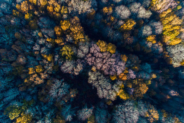 istock drone aerial view of a mixed deciduous forest in autumn 1867206393