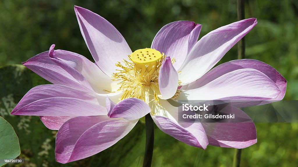 Lotusblume - Lizenzfrei Abstrakt Stock-Foto