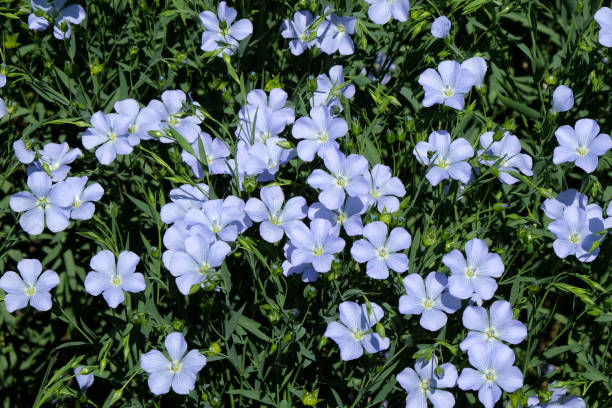 len niebieski lub siemię lniane, linum usitatissimum, kwitnące na polu, surrey, wielka brytania. - common flax zdjęcia i obrazy z banku zdjęć