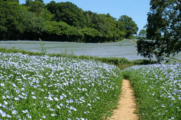 青い亜麻、または亜麻仁、linum usitatissimum、フィールドで開花、サリー州、英国。 - common flax ストックフォトと画像