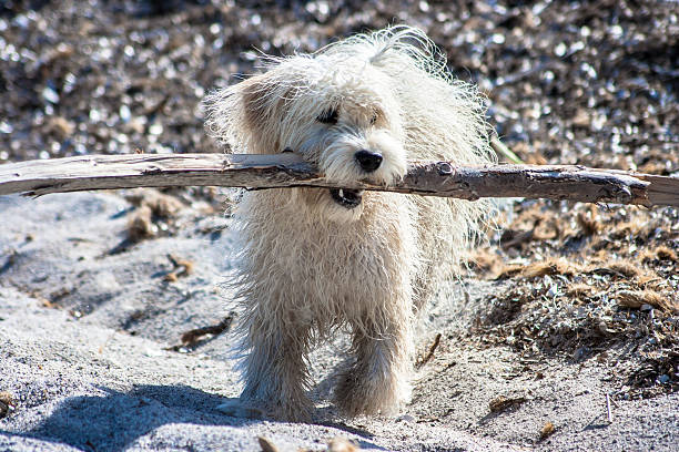 istock White puppy plays on the beach's sand 186721460
