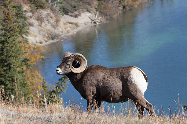 istock Rocky Mountain Big Horn Sheep 186722819