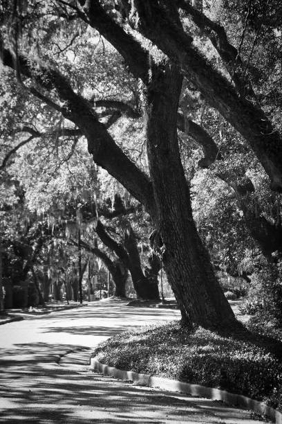 istock A Street of old Oak Trees 1867228406