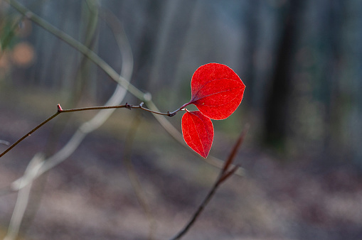 High resolution image of two only remaining red autumn leaves of a tree on a bare branch in a forest with an out of focus background with copyspace
