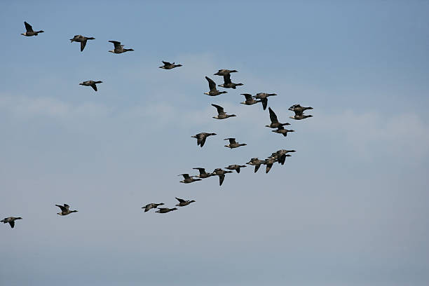 istock Brent goose, dark-bellied, Branta bernicla 186723322