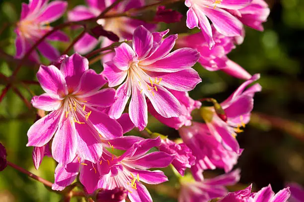 Lewisia Cotyledon Pink Flowers Macro